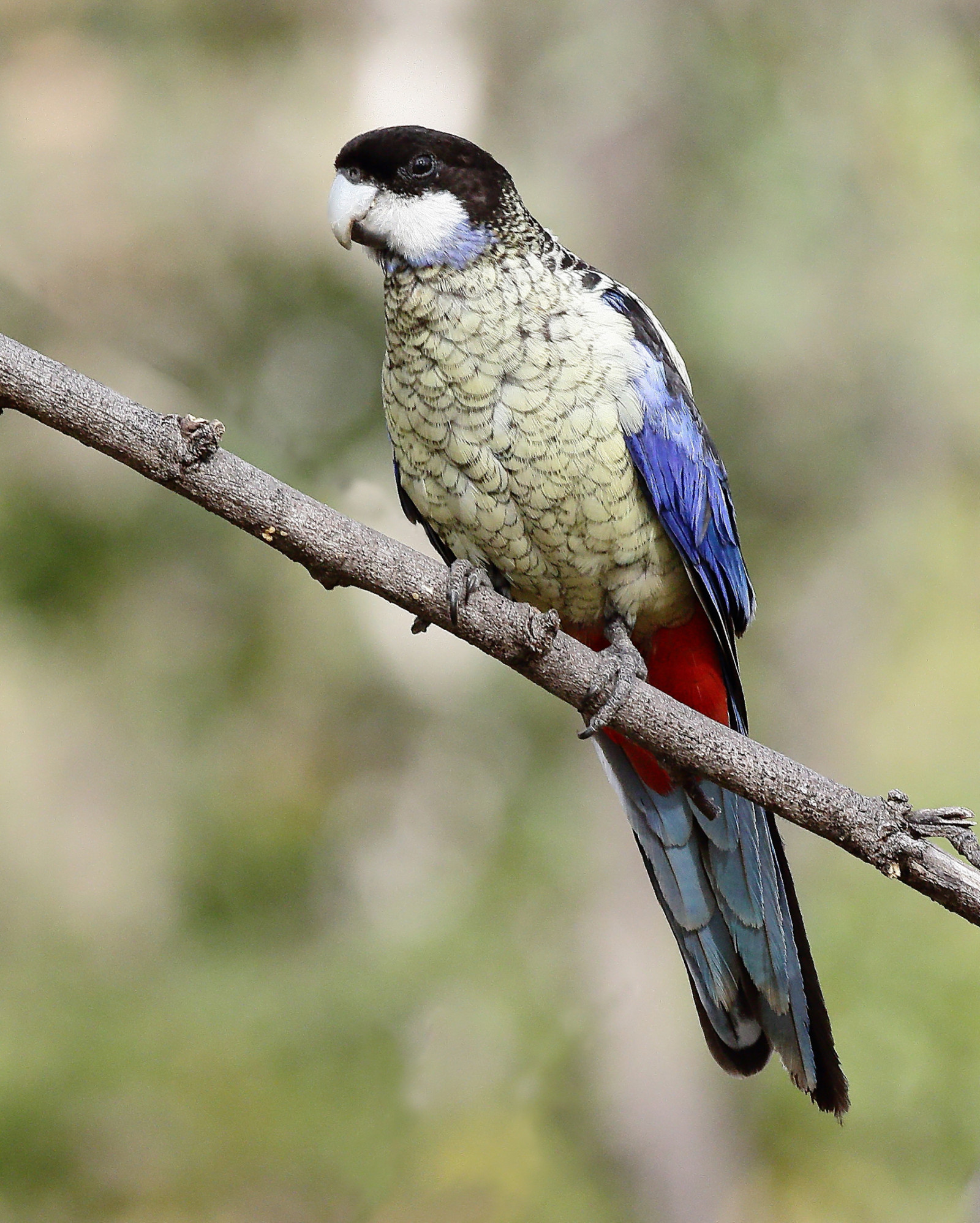 image Northern Rosella